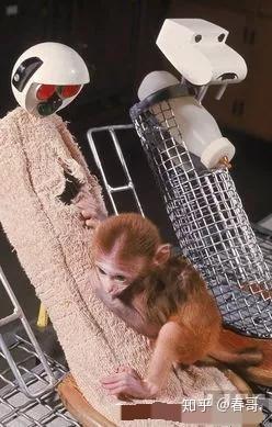 幼猴实验视频,幼猴实验揭示情感联结与认知发展奥秘