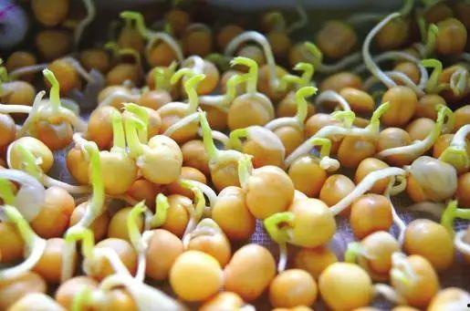 黄豆发芽的过程视频,见证生命萌发的奇迹