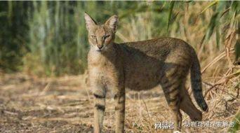 野狸子抓猫视频,一场猫与自然的智慧较量