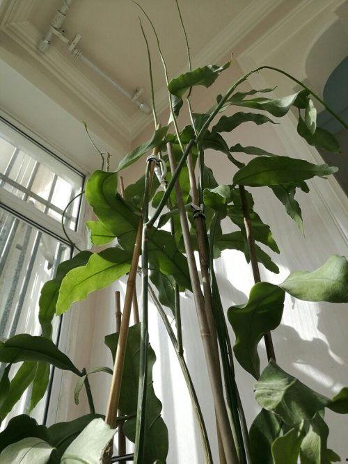 昙花怎么修剪视频大全,视频大全解析