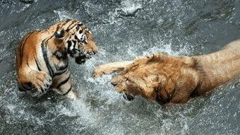 老虎vs狮子视频,老虎与狮子的激战实况解析